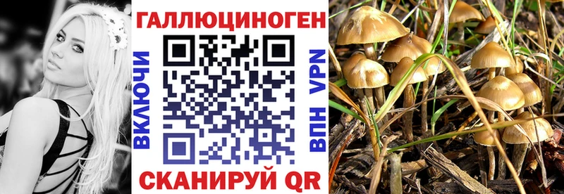 Галлюциногенные грибы Psilocybe  купить наркотик  Северск 