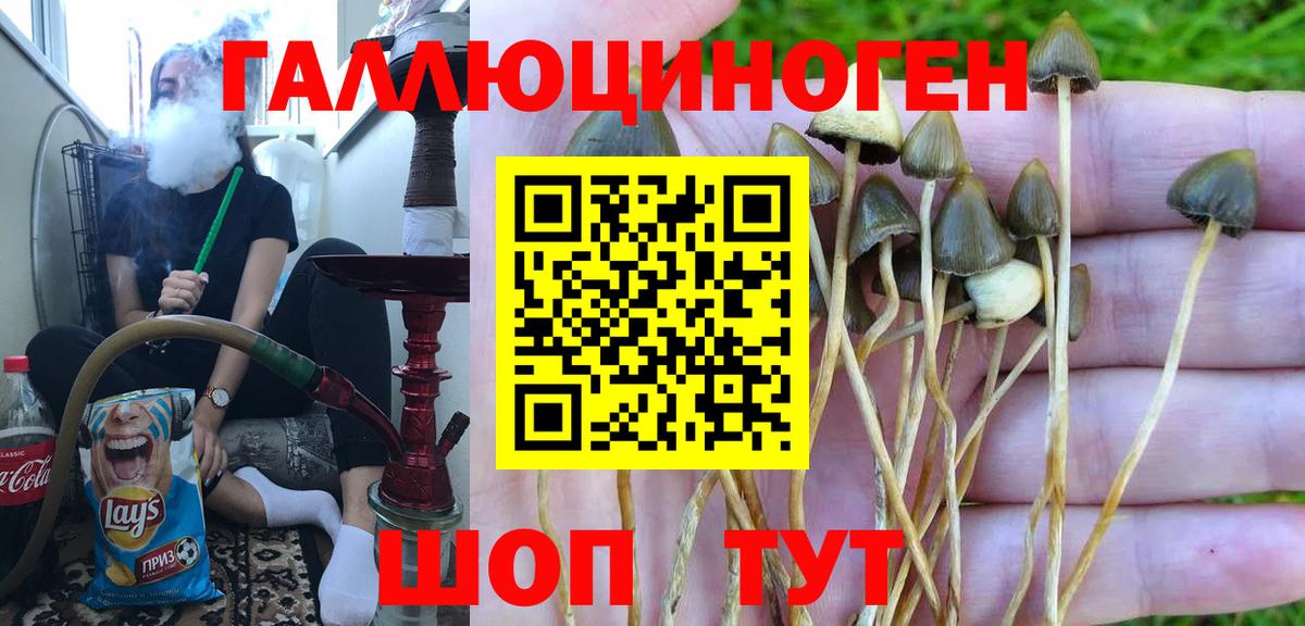 Галлюциногенные грибы Psilocybine cubensis  Вход с VPN  Северск  Галлюциногенные грибы прущие грибы 