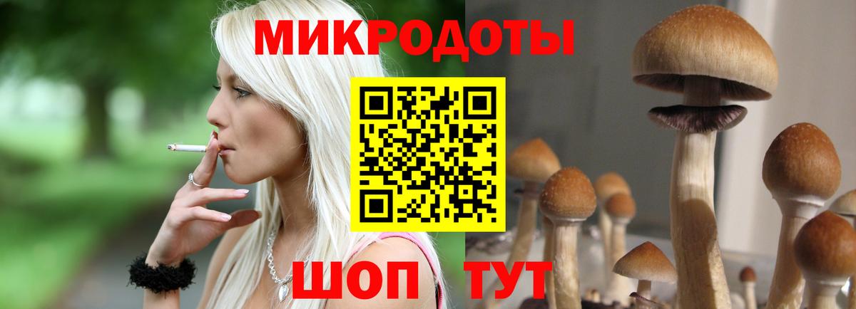 Псилоцибиновые грибы Psilocybine cubensis Северск